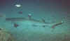 BlackrockShark1.jpg (19873 bytes)