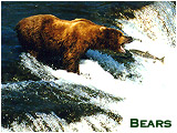Image of bear