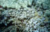 sea snake 1.jpg (49862 bytes)