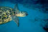 turtle divebuddy.jpg (34643 bytes)